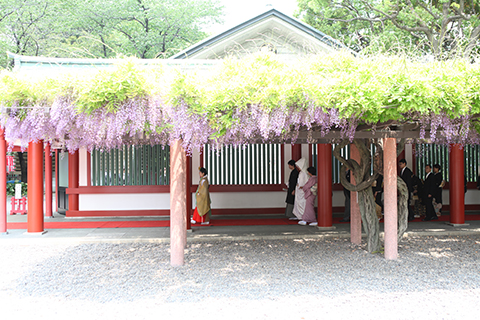 公式 2020年2021年日枝神社挙式プラン日本の政治経済の中心地 永田町の一角に広がる緑の社 日枝神社 伝統を受け継ぐお社での凛とした神前結婚式 コンラッド東京 汐留 の結婚式プラン 特典